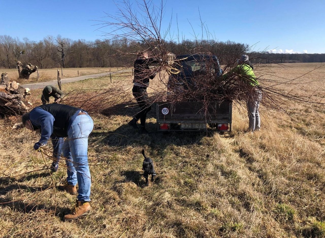 Provedli jsme jarní ošetření vrb hlavatých