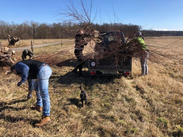 Provedli jsme jarní ošetření vrb hlavatých