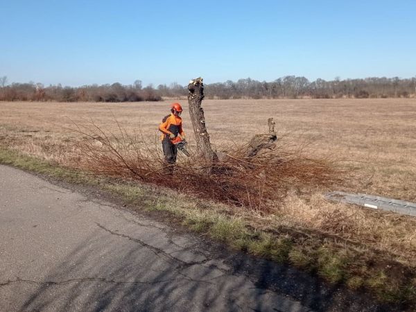 Provedli jsme jarní ošetření vrb hlavatých