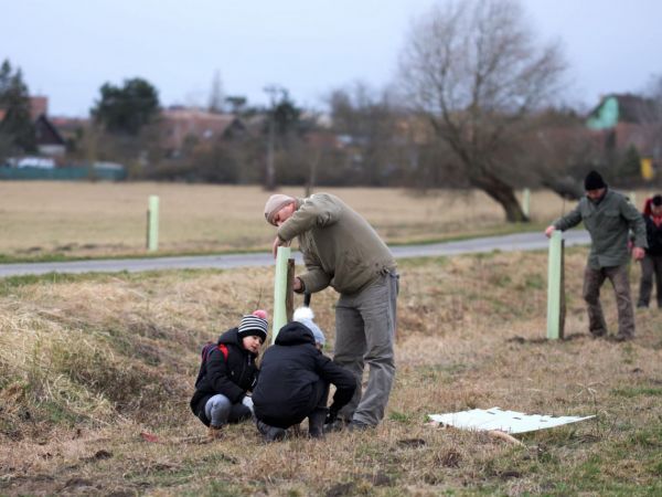 Vysadili jsme 50 Ladovských vrb