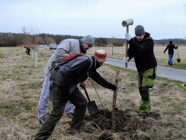Vysadili jsme 50 Ladovských vrb