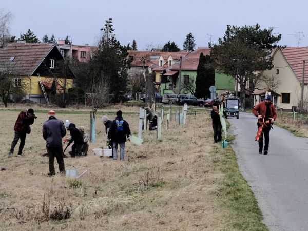 Vysadili jsme 50 Ladovských vrb