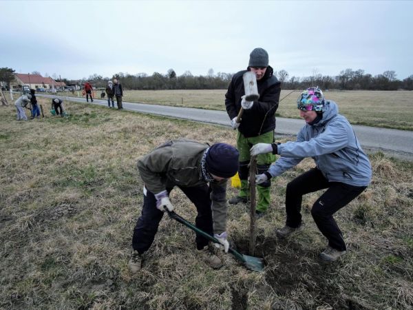 Vysadili jsme 50 Ladovských vrb
