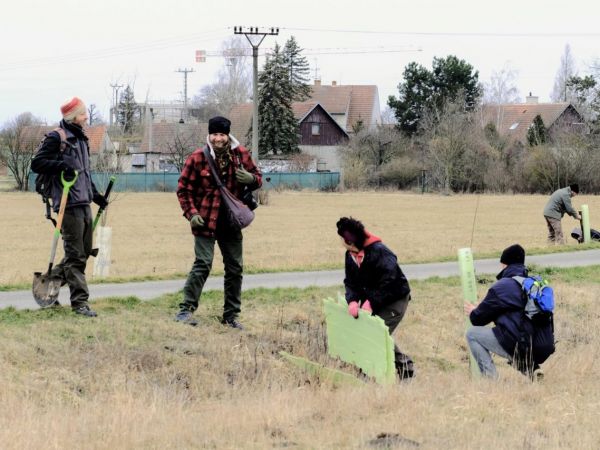 Vysadili jsme 50 Ladovských vrb