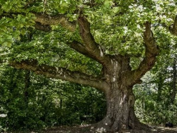 Přihlásili jsme lednického zástupce do soutěže o strom roku