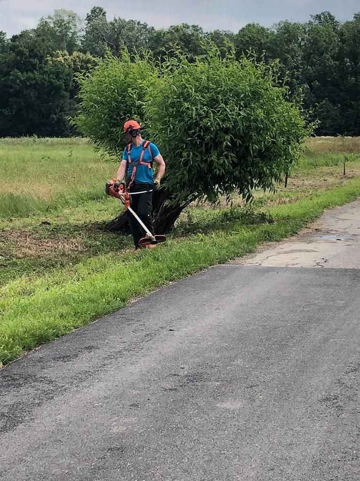 Staráme se o vysazené vrby