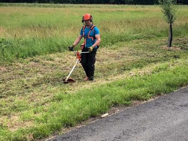 Staráme se o vysazené vrby