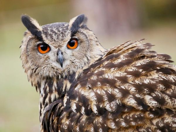 XI. Svatohubertská mše