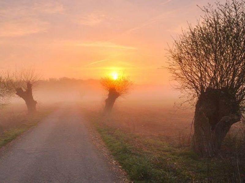 Vysadili jsme 50 Ladovských vrb